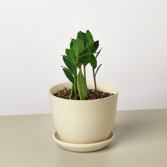 zz plant buy online Zamioculcas Zamiifolia 'ZZ' | Indoor Plant | Tropical Plant | Potted Plant