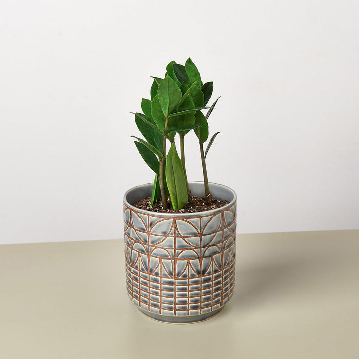 where to buy a zz plant in store Zamioculcas Zamiifolia 'ZZ' | Indoor Plant | Tropical Plant | Potted Plant