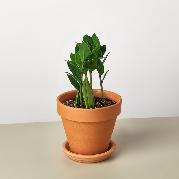 zz plant terracotta pot Zamioculcas Zamiifolia 'ZZ'