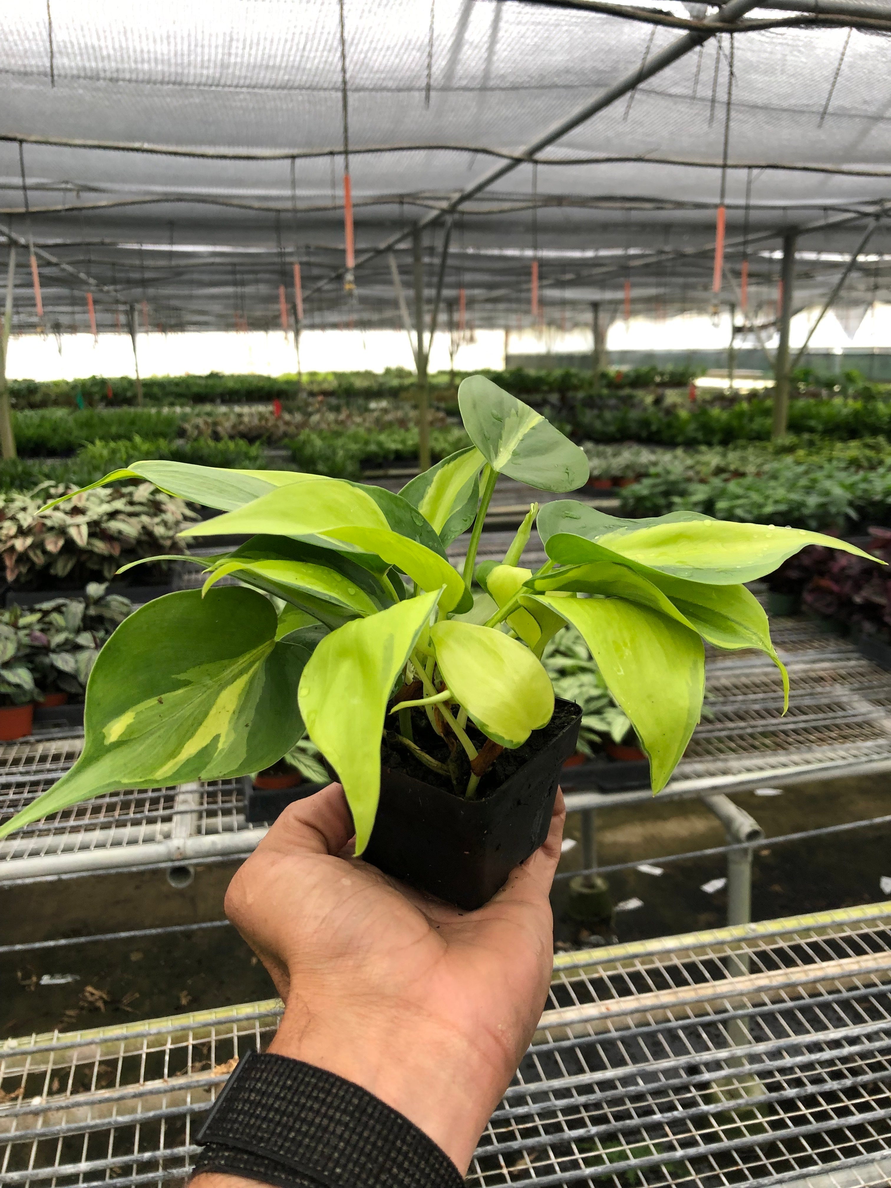 Philodendron Hederaceum 'Brasil'