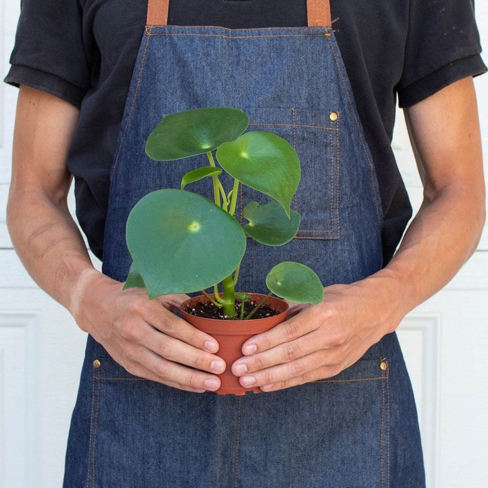 raindrop house plant Peperomia 'Raindrop'