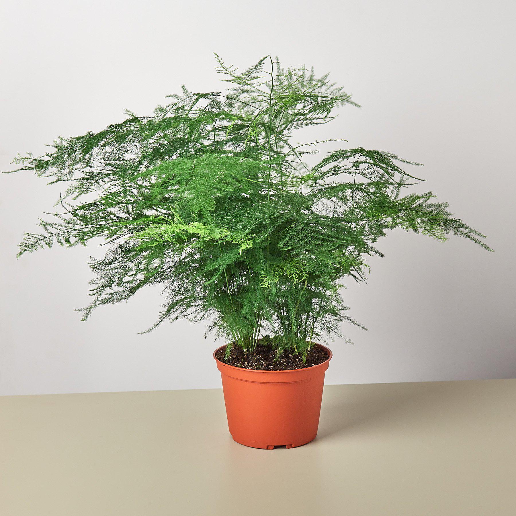 How to Grow and Care for Asparagus Fern