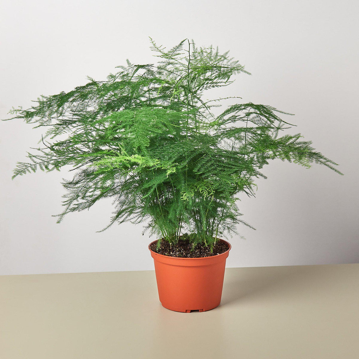 asparagus fern plant indoor Fern 'Asparagus'