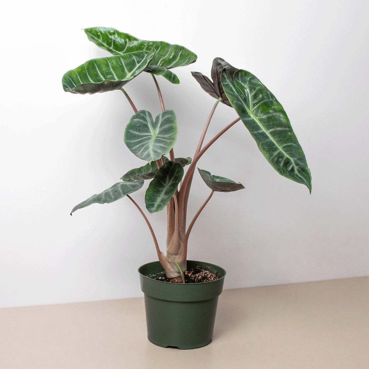 dragon indoor plant Alocasia 'Pink Dragon' | Indoor Plant | Tropical Plant | Potted Plant