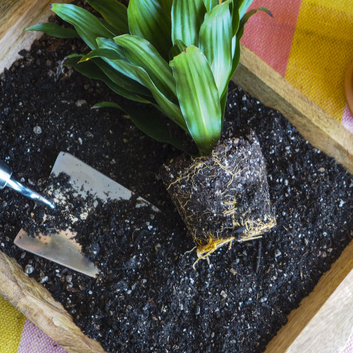 indoor plant potting soil Indoor Plant Potting Soil - Puck