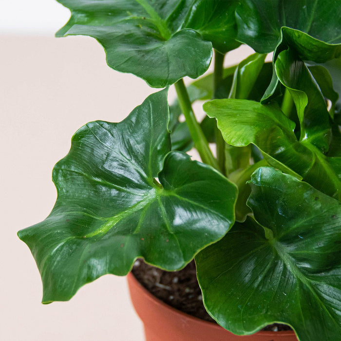philodendron atom plant care Philodendron 'Atom'