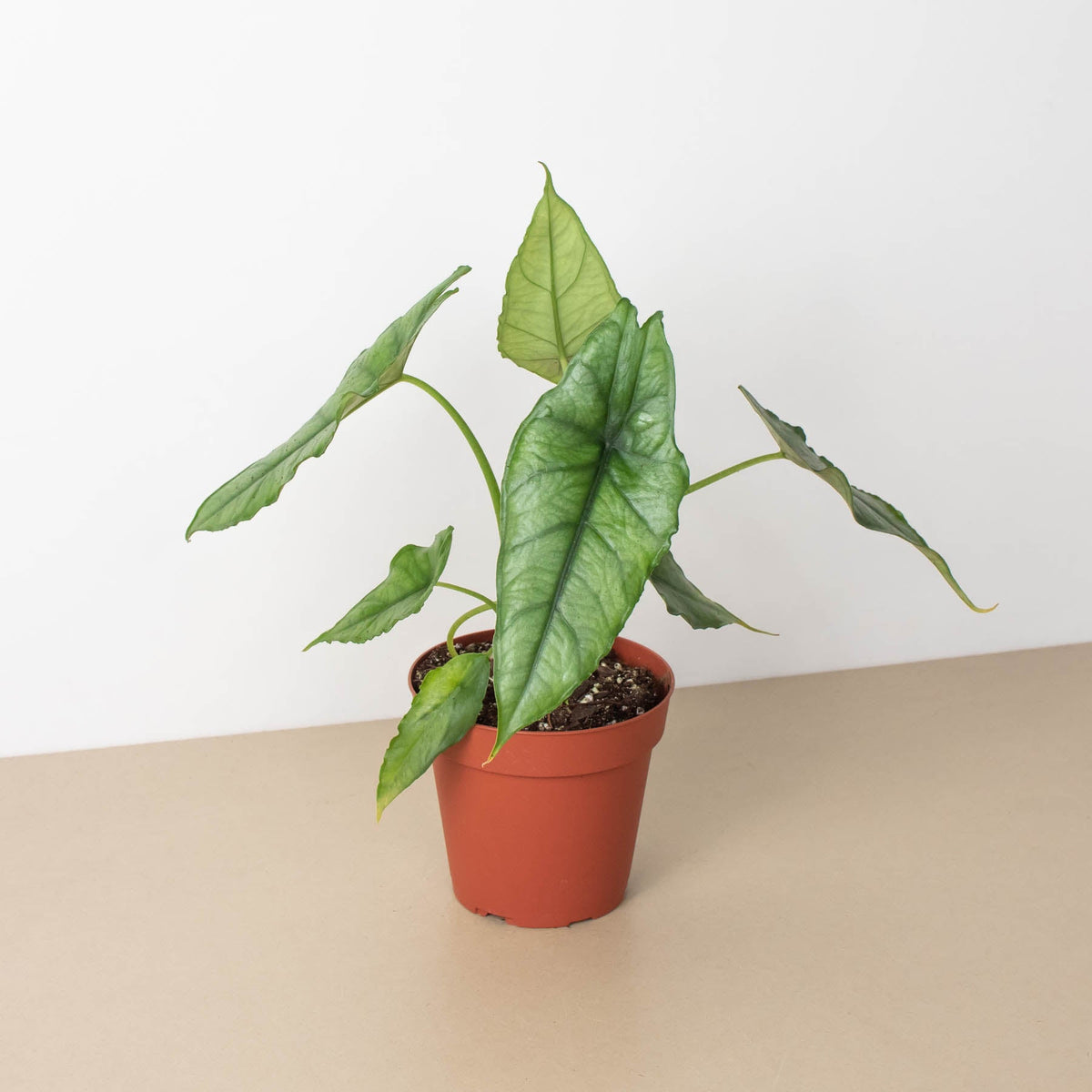 Alocasia Dragon Breath｜アロカシア ドラゴンブレス アロカシア