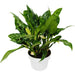 6" Potted Chinese Evergreen Maria