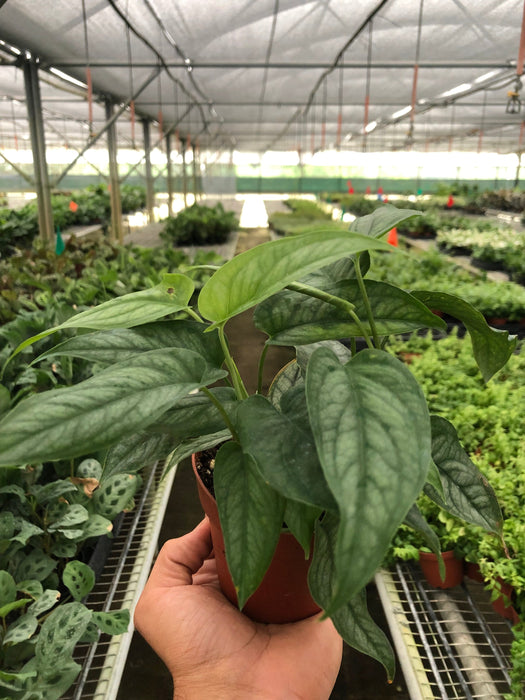 philodendron monstera siltepecana Monstera 'Siltepecana' | Indoor Plant | Tropical Plant | Potted Plant