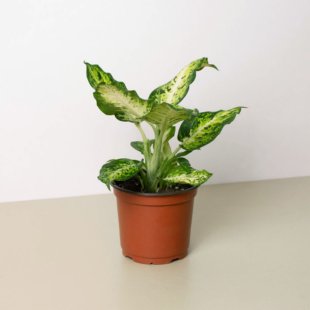 show me a picture of a dieffenbachia plant Dieffenbachia 'Amy' | Indoor Plant | Tropical Plant | Potted Plant