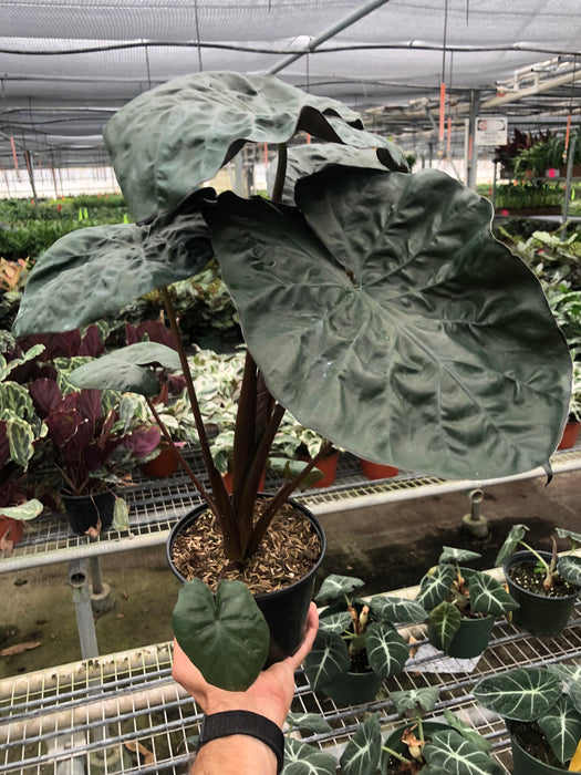 Alocasia 'Serendipity' | Indoor Plant | Tropical Plant | Potted Alocasia 'Serendipity' | Indoor Plant | Tropical Plant | Potted