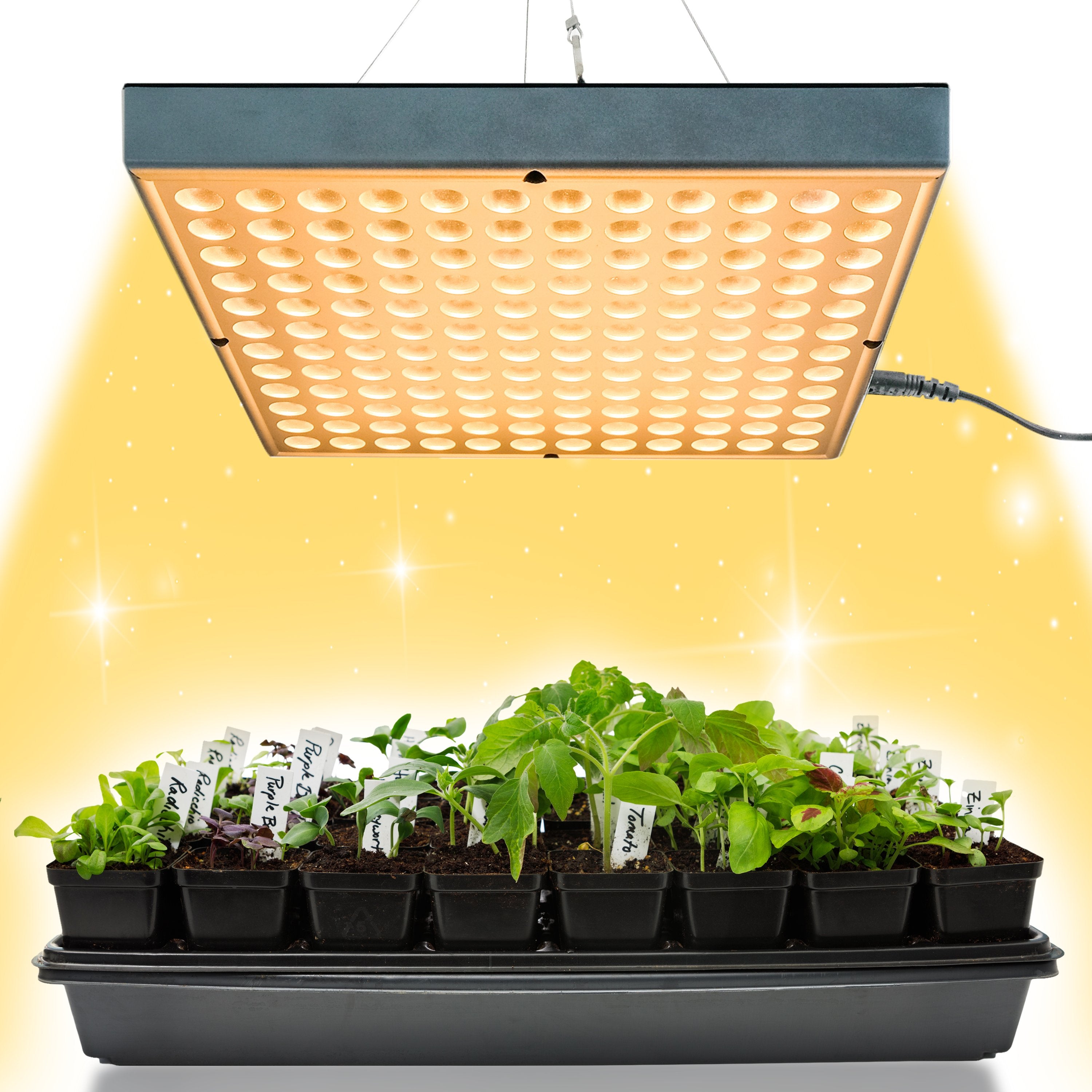 Brite Labs Glow Grow Light Indoor Plant Tropical Plant