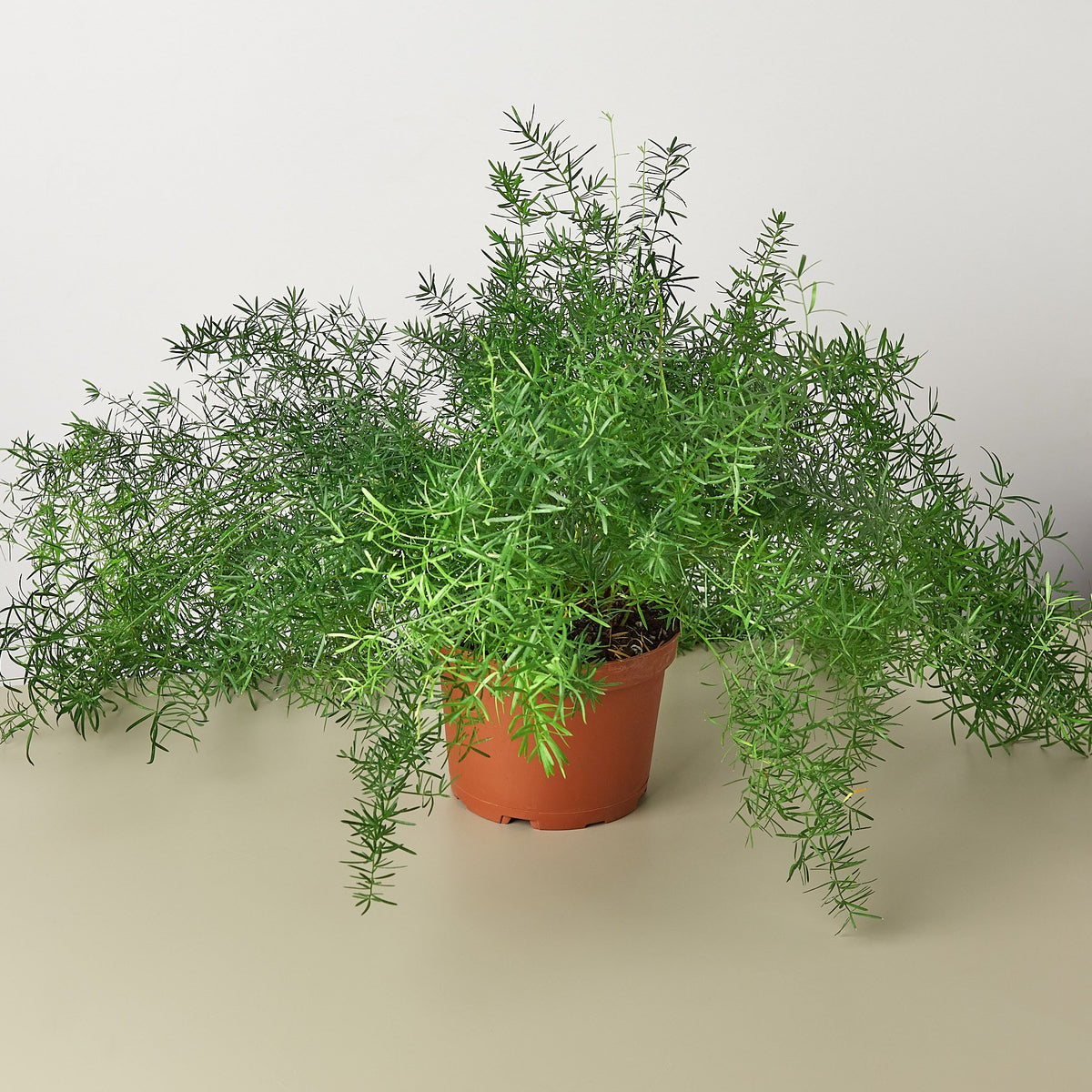 Fern 'Sprengeri' | Indoor Plant | Tropical Plant | Potted Plant