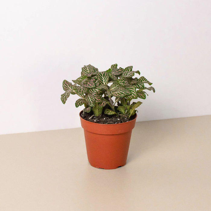 pink green leaf indoor plant Fittonia 'Pink'