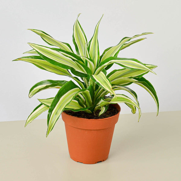 Dracaena 'Malaika' | Indoor Plant | Tropical Plant | Potted Plant