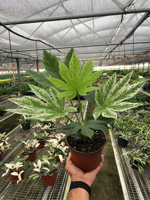 spider web fatsia plant Fatsia 'Spider's Web'
