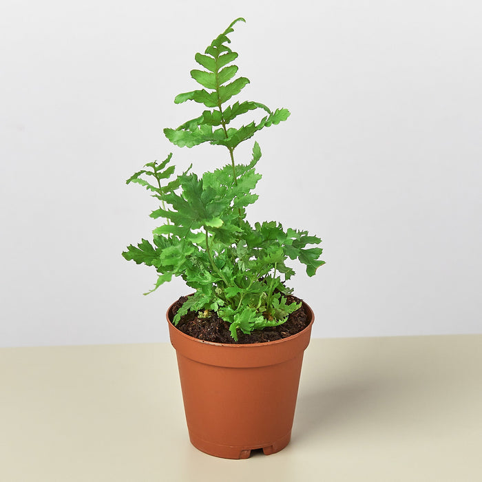 indoor small fern plant Autumn Fern