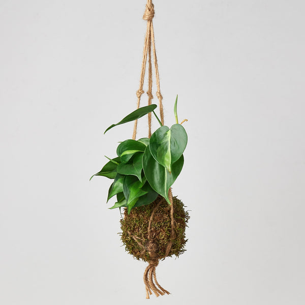 Kokedama Moss Ball Hanging Plant | Indoor Plant | Potted Plant