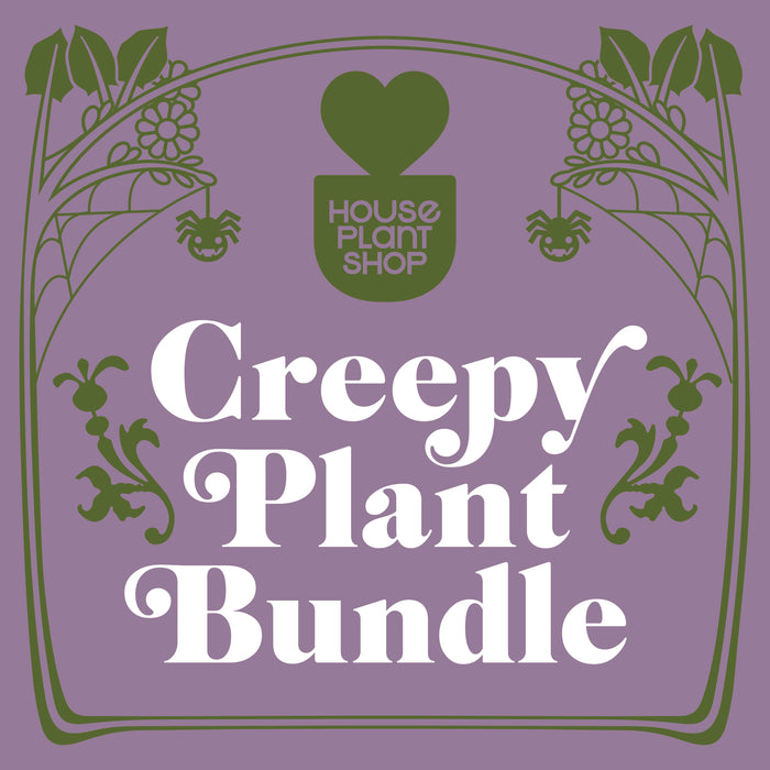 Creepy Plant Bundle - House Plant Shop