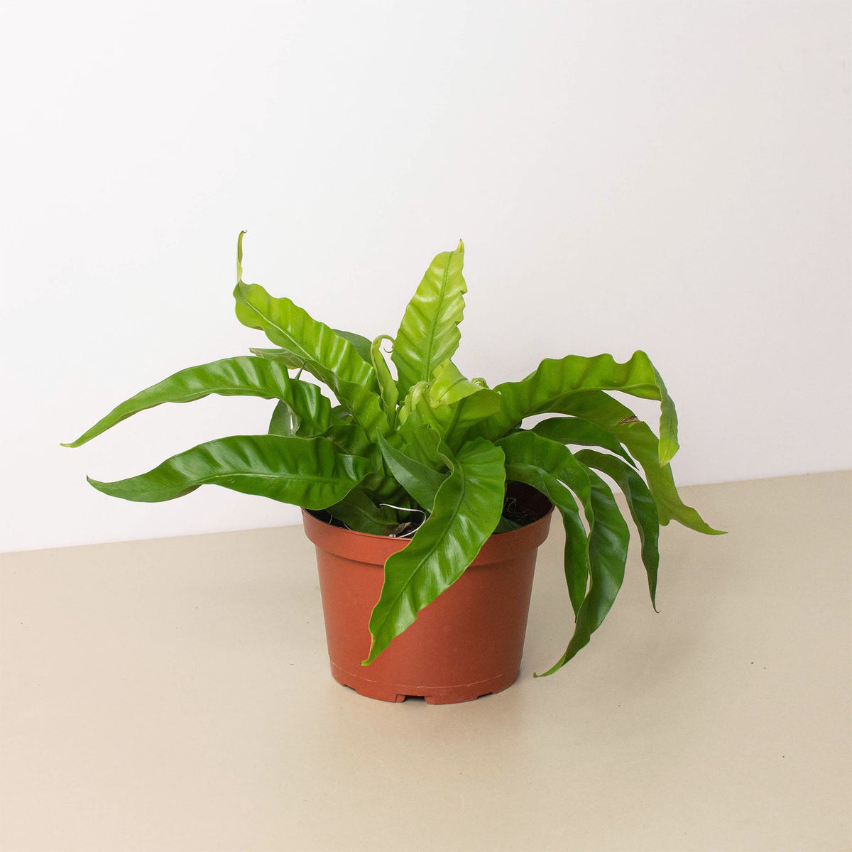 bird's nest fern indoor c Fern 'Bird's Nest Hurricane' | Indoor Plant | Tropical Plant | Potted Plant