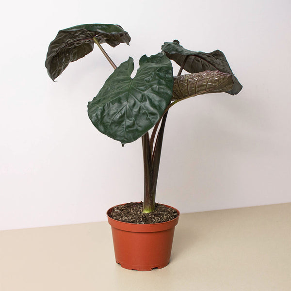 Alocasia 'Serendipity' | Indoor Plant | Tropical Plant | Potted