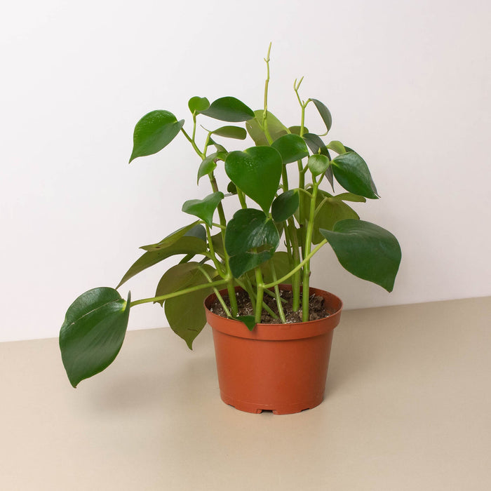 peperomia pothos Peperomia 'Raindrop' | Indoor Plant | Tropical Plant | Potted Plant