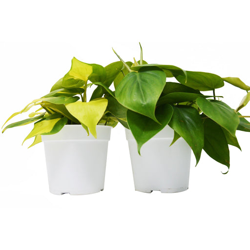 2 Philodendron Variety Pack - Live Indoor House Plant - House Plant Shop