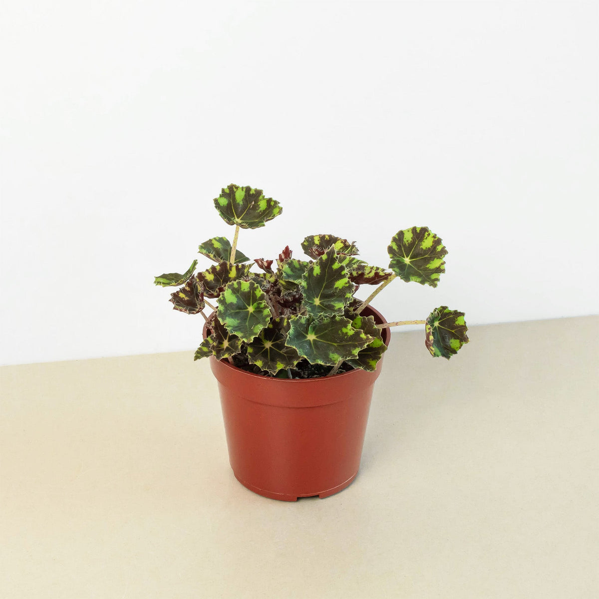 tiger paw succulent Begonia Tiger Paws