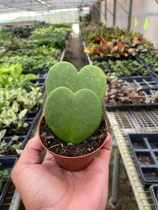 heart shaped succulent near me Hoya 'Sweetheart' | Indoor Plant | Tropical Plant | Potted Plant
