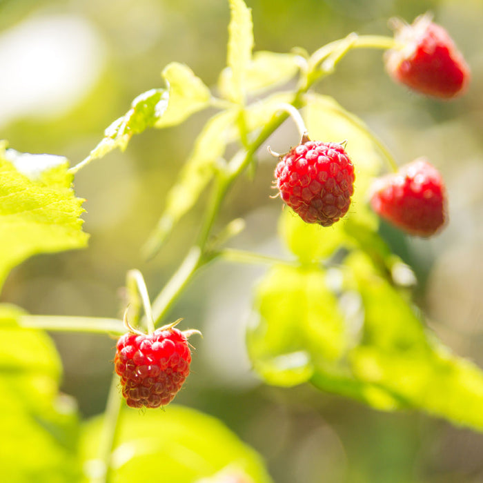 Red Raspberry 'Coho' | Fruit Shrub by Growing Home Farms