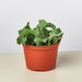 Orchid Cactus 'Curly Sue' - 6" Pot - House Plant Shop