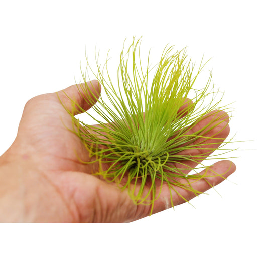 adriana air plant Tillandsia Air Plant Andreana