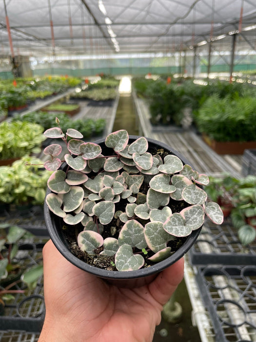 variegated string of hearts succulent String of Hearts Variegated