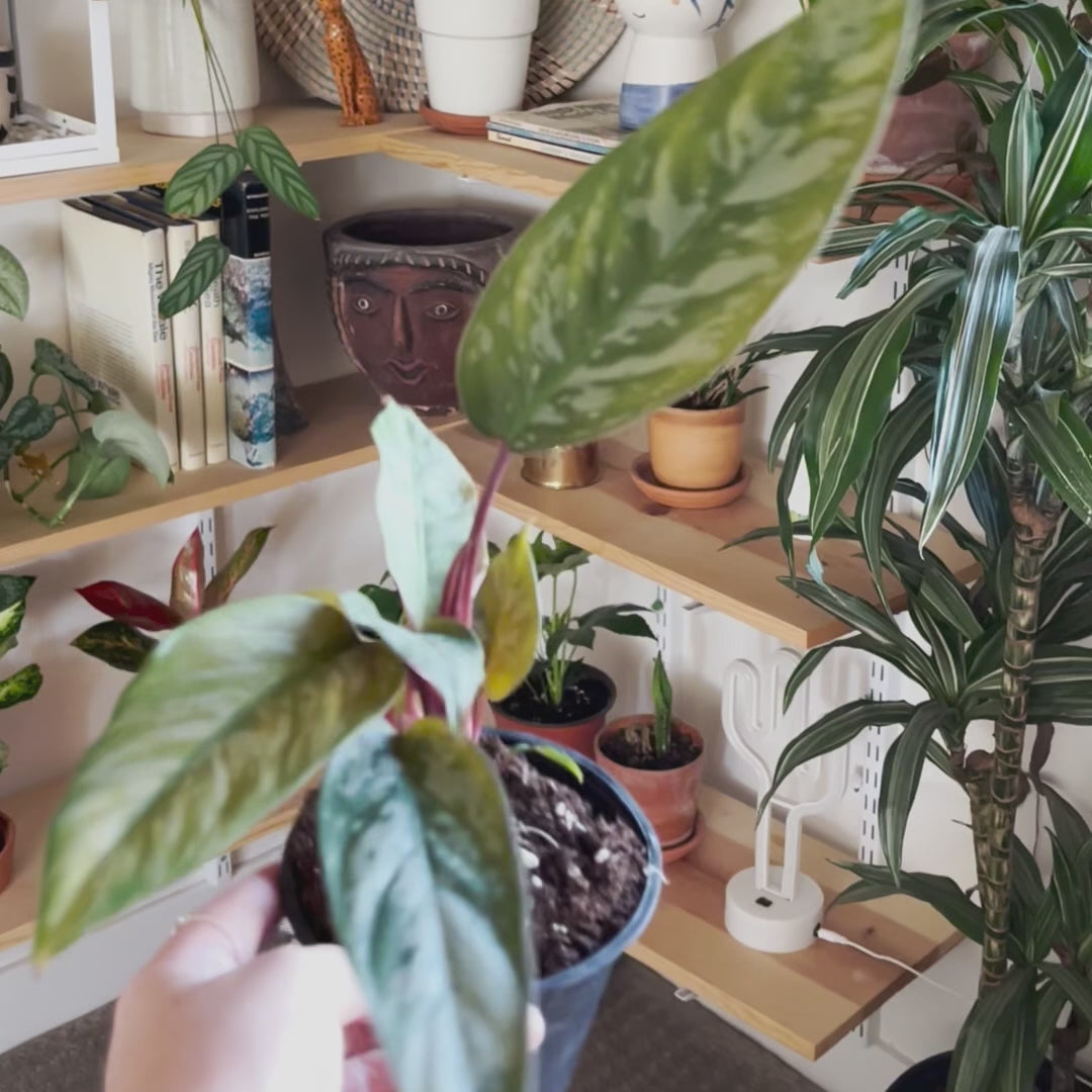 Apoballis Care Guide — House Plant Shop