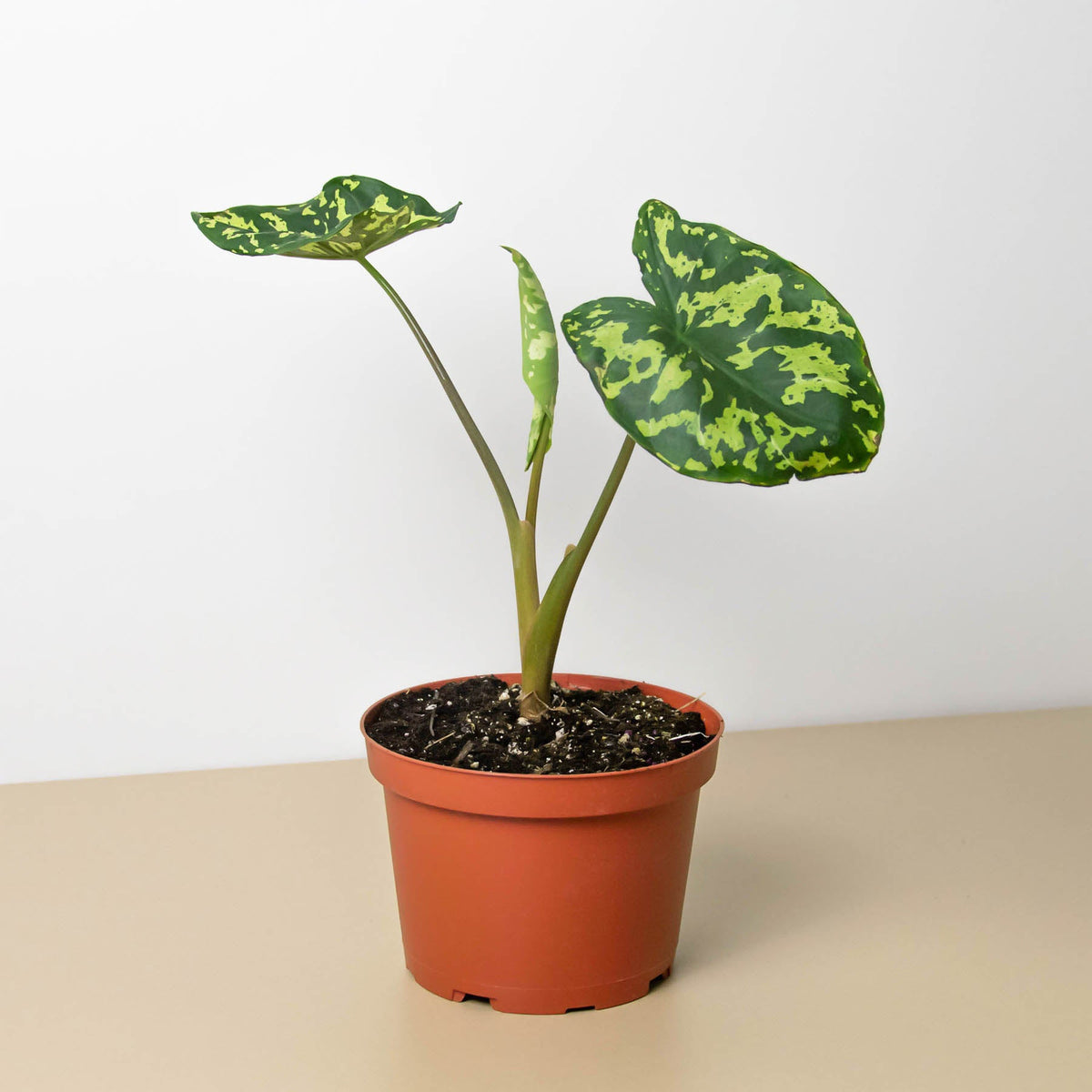philodendron hilo Alocasia 'Hilo Beauty'