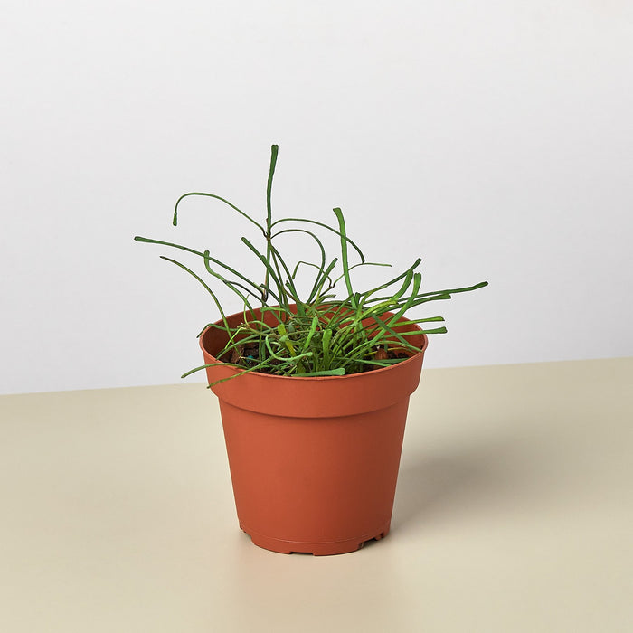 small indoor grass plants Hoya 'Grass Leafed' - 4" Pot | Indoor Plant | Tropical Plant | Potted Plant