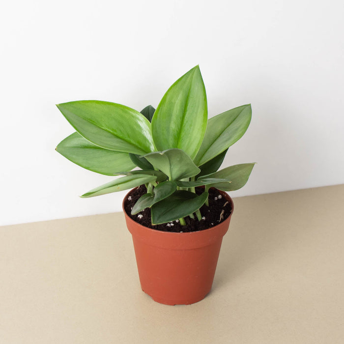 moonlight indoor plant Scindapsus 'Moonlight'