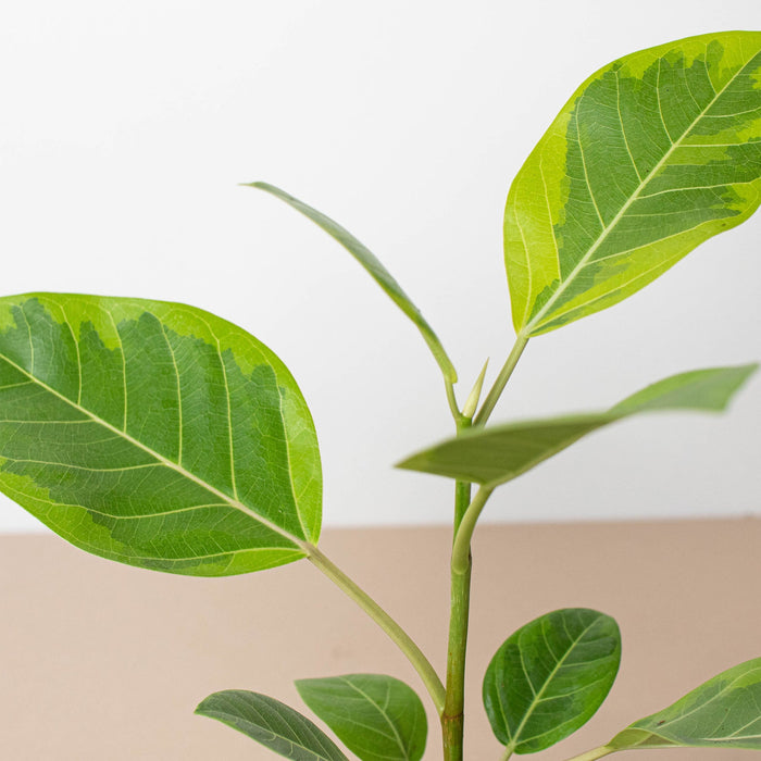 ficus altissima brown spots Ficus Altissima 'Yellow Gem' | Indoor Plant | Tropical Plant | Potted Plant