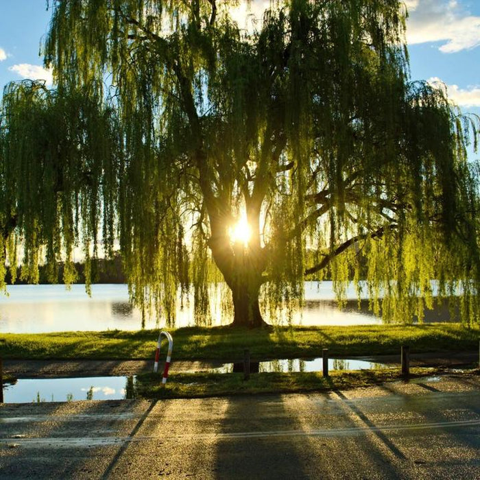 Weeping Willow | Shade Tree by Growing Home Farms
