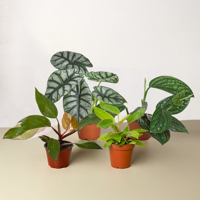 where to buy rare indoor plants Rare Plant Bundle | Indoor Plant | Tropical Plant | Potted Plant