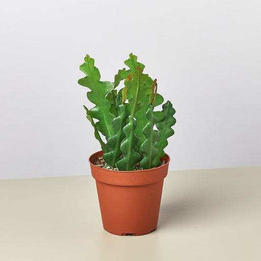 Epiphyllum 'Ric Rac' Cactus - House Plant Shop