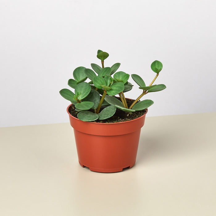 hope succulent Peperomia 'Hope'