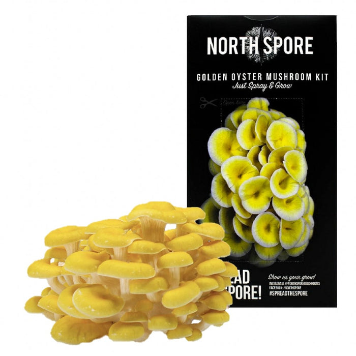 Golden Oyster Mushroom Spray & Grow Kit by North Spore