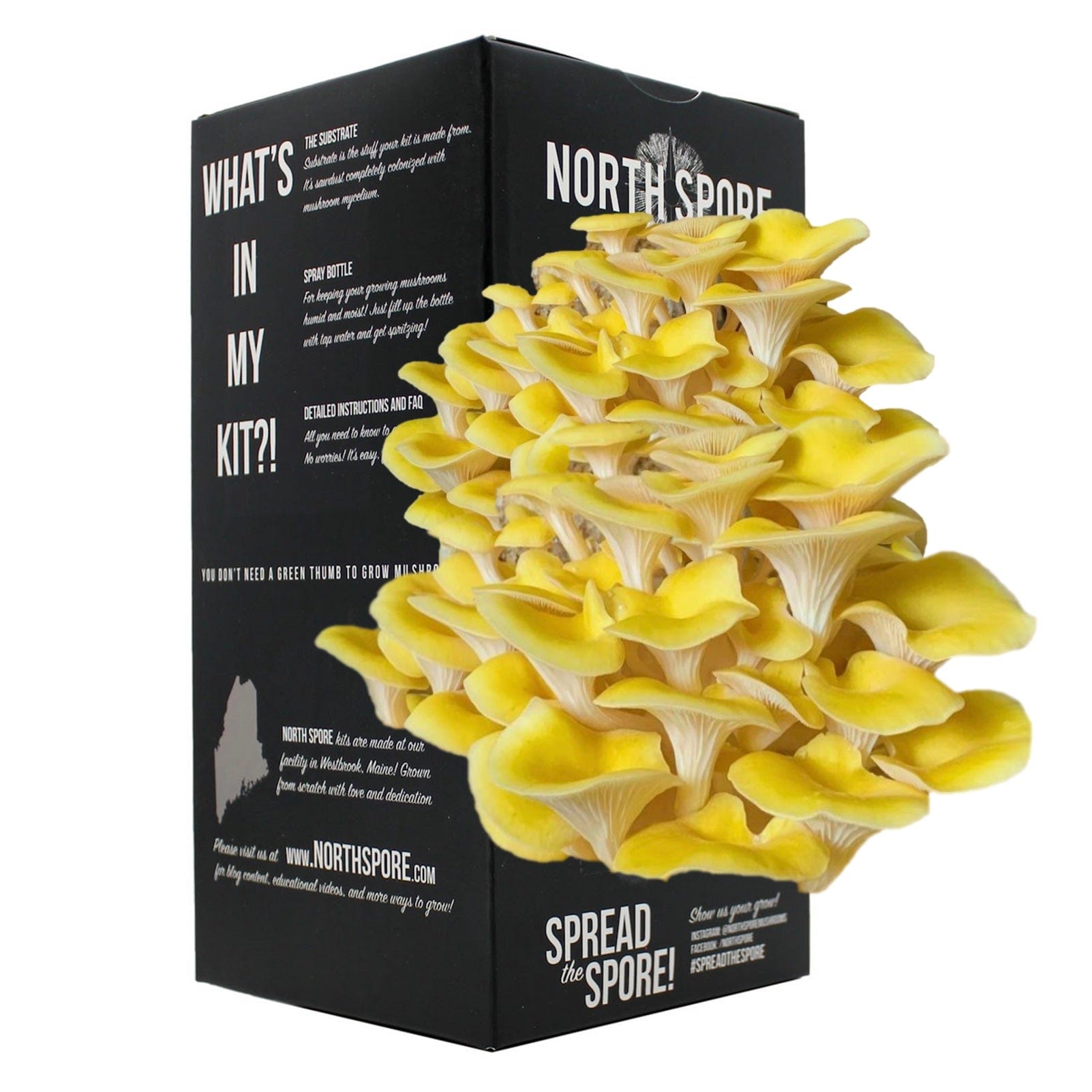Golden Oyster Mushroom Spray & Grow Kit by North Spore