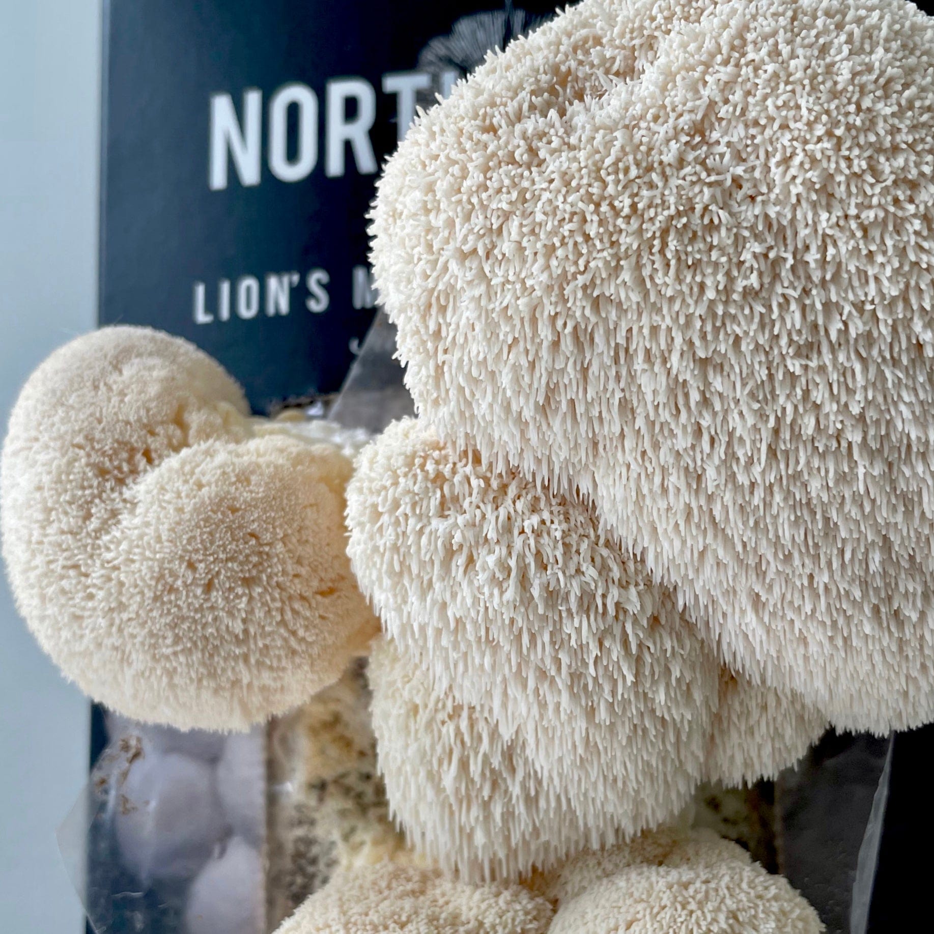 Lion's Mane Mushroom Spray & Grow Kit by North Spore