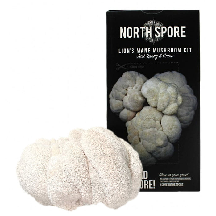 Lion's Mane Mushroom Spray & Grow Kit by North Spore