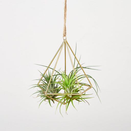brass air plant holder Air Plant Display Hanger