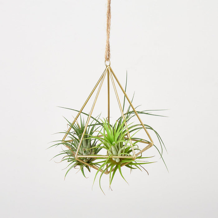 air plant store Air Plant Display Hanger - Brass | Tillandsia | Ionantha | Arrangement