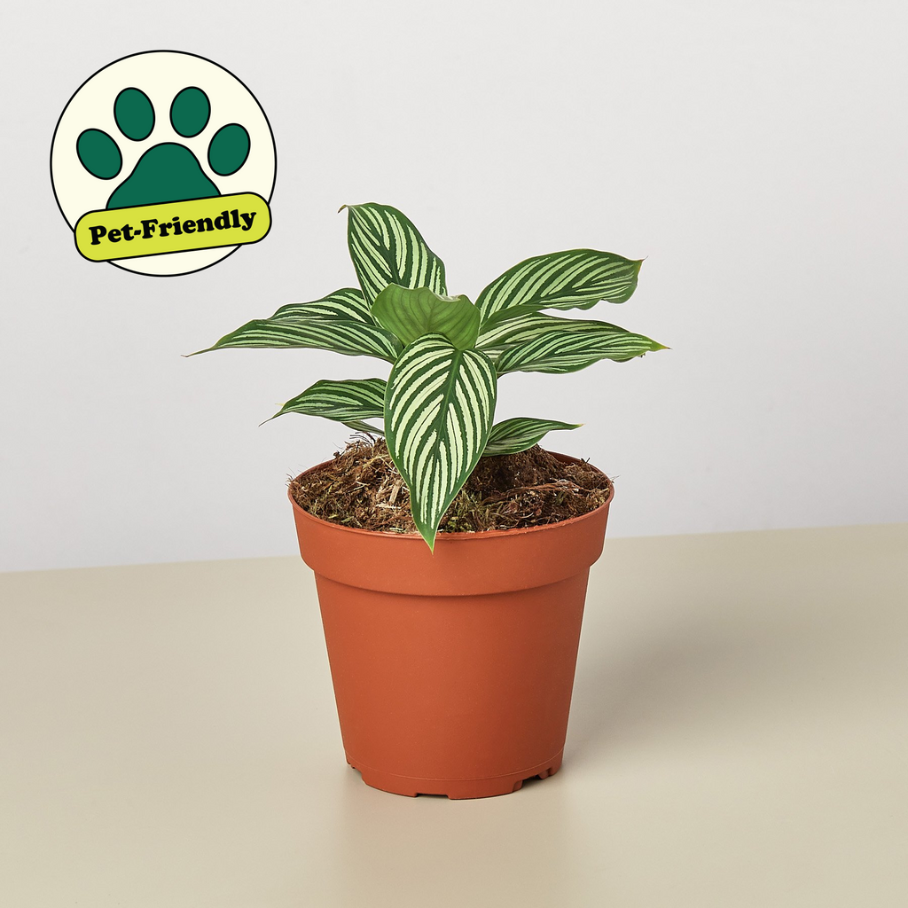 Calathea 'Vittata' | Indoor Plant | Tropical Plant | Potted Plant