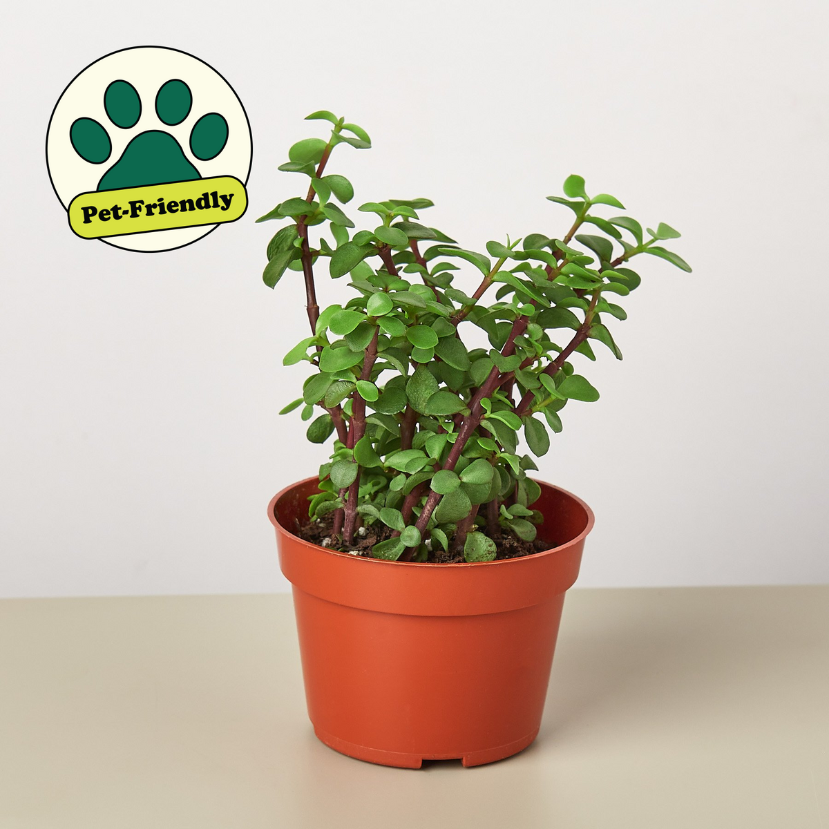 elephant pot plant Succulent 'Elephant Bush'